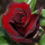 Fragrant Climbing Rose Live Plant, Well Rooted 5-9" Tall, No Leaf, Indoor Outdoor Climber, Rose Bush, Hybrid Tea Rose Like (Velvet Red Black)