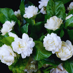 2 Double Jasmine Plants Live, 4 to 7 Inc Tall, Jasmine Flower Plant Fragrant Perennial All Year