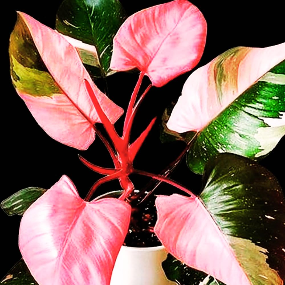 2 Pink Philodendron Plants, Variegated Leaf Houseplant, Tropical Indoor Plant 5 to 8 Inches Tall Well-Rooted, No Pot