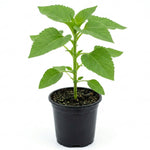 Yellow Sunflower Live Plant in 4" Pot - 4-6 Inch Tall