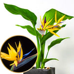 Set 2 Yellow Bird of Paradise Plants Live, Strelitzia Reginae Well-Rooted Bush, 5-9" Tall, No Pot, Tropical Perennial Blooming, Houseplant Indoor Outdoor Planting