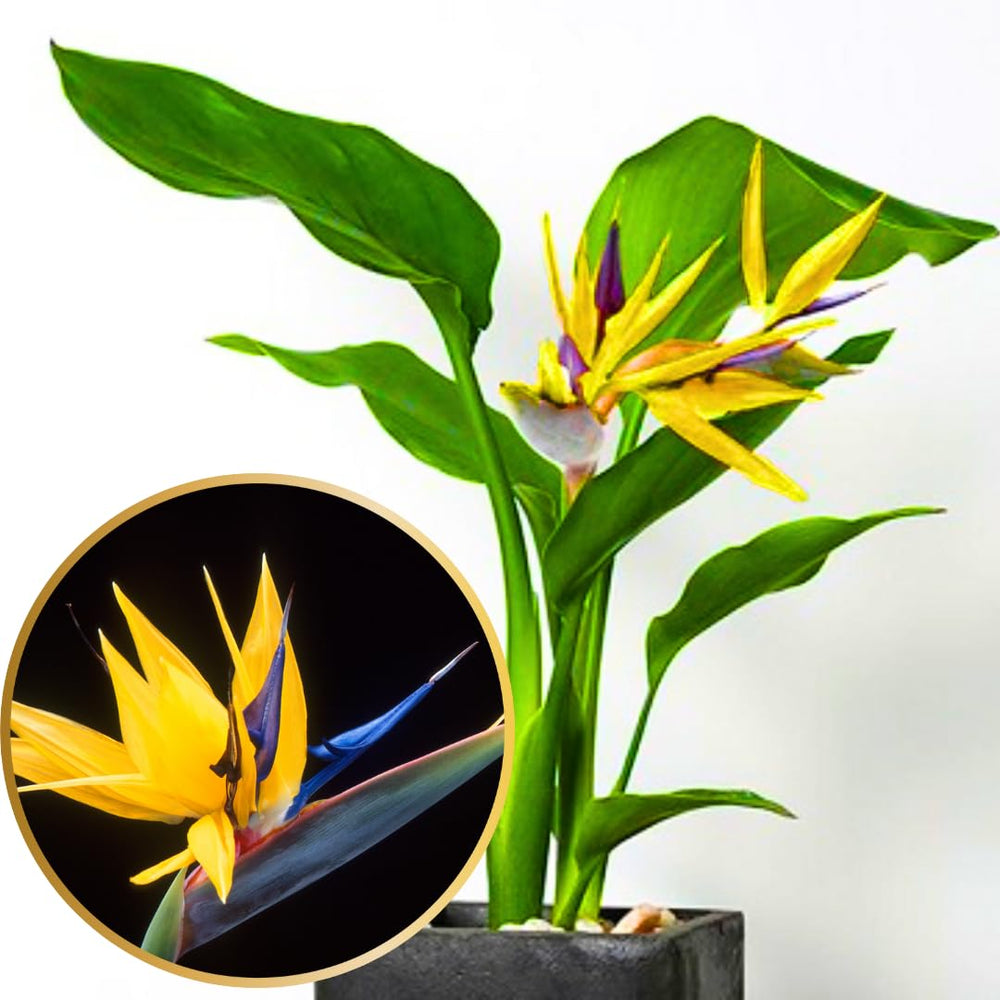 Set 2 Yellow Bird of Paradise Plants Live, Strelitzia Reginae Well-Rooted Bush, 5-9" Tall, No Pot, Tropical Perennial Blooming, Houseplant Indoor Outdoor Planting