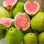 Pink Guava Tree Live Plant Starter Size, 7-12" in Tall, Outdoor Tropical Fruit Tree Fragrant and Sweet, Dormant in Winter