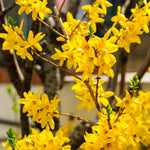 2 Lynwood Gold Forsythia Bareroot 6 to 12 Inch Tall, Yellow Forsythia Plant Live for Planting, Fragrant Forsythia Bush Shrub Rooted Cutting