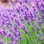 Pack 4 Provence Live Lavender Plants for Outside, Blue Purple Lavender Plants No Pot, 5-7" Tall Gardening Indoor Outdoor Spring Planting