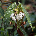 Polka Dot Begonia Plant Live 4-6 Inches, Starter Begonia Well Rooted, Colorful Foliage Plant for Indoor Decor and Patio Pots