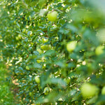 Live Granny Smith Apple Tree Plant 6-10 Inch Tall