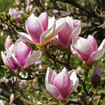 Saucer Magnolia Tree Live Plant 6 to 12 Inch Tall, Fragrant Magnolia Plant Live, Magnolia Bush Live Plant in 3 Inch Pot