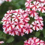 Pack 4 Bicolor Perennial Verbena Plants, Red White Verbena Live Plants, Verbena Flower Trailing Plants Live for Planting, Verbena Plants in Zones 7 to 11