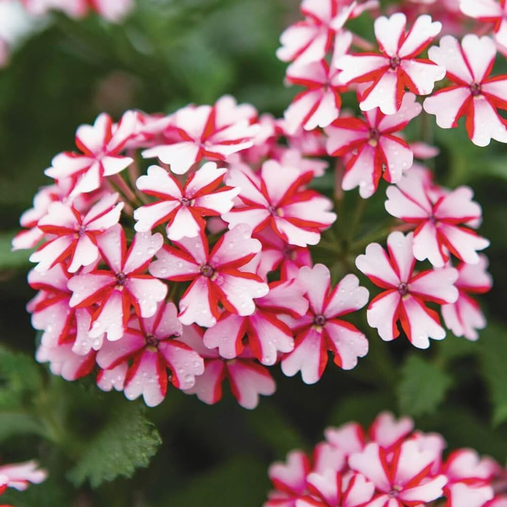 Pack 4 Bicolor Perennial Verbena Plants, Red White Verbena Live Plants, Verbena Flower Trailing Plants Live for Planting, Verbena Plants in Zones 7 to 11