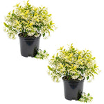 Set 2 Gold Jasmine Plant Live, 4-7 Inches Tall, Fast Growing Jasmine Flower Plant, Low Maintenance for Patio and Home Decoration