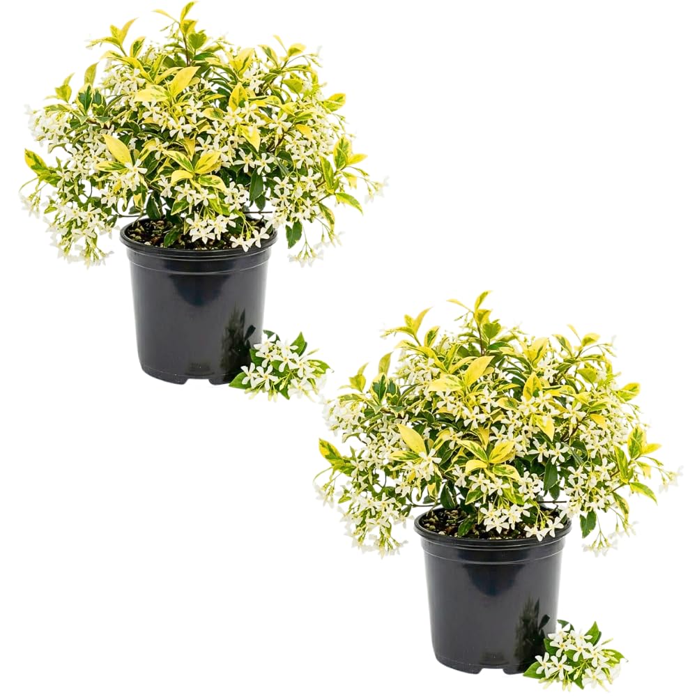 Set 2 Gold Jasmine Plant Live, 4-7 Inches Tall, Fast Growing Jasmine Flower Plant, Low Maintenance for Patio and Home Decoration