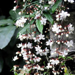 2 Clerodendrum Wallichii Plants Live, Chains of Glory Vine Light Bulbs Plant 4-8 Inches for Growing Indoor Outdoor, Smithianum Clerodendrum