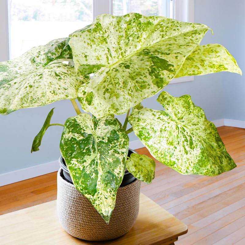 Pack 2 Variegated Alocasia Live Plant for Planting, Indoor Houseplant Alocasia Plant Live, 5 to 7 Inc Tall, Bare Root, Alocasia Colocasia Taro Plant for Ornamental Plants