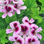 Pack 3 Live Citronella Plants Live, Fragrant Citronella Geranium Plants Well Rooted, 5-8 Inch Tall for Outdoor Containers and Gardens