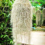 Spanish Moss Air Plant Live Tillandsia Houseplant Indoor Outdoor Planting Clump 10-12 Inch Long