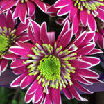 Chrysanthemum Plants Live 4 to 7 Inch Tall, Mums Live Plants, Vibrant Perennial Mum Plant for Planting in Garden (White Pink)