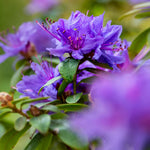 Purple Azalea Plants Live Tree for Outdoor Growing, 9 Months Old Starter Size, Azaleas Rhododendron Flower Vibrant Color Spring Planting