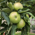 Green Apple Tree Live Plant, 2-3 Feet Tall Fruit Tree