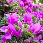Set 2 Blueberry Ice Bougainvillea Plants Live, Flowering Bougainvillea Vine 4-8 Inches Tall, Climbing Plant for Outdoor Garden and Trellis