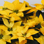 2 Multi Varieties Poinsettia Plants Live, Yellow Poinsettia Flowers for Holiday Christmas Gift, Decoration Houseplant 5-10" in Tall, No Pot