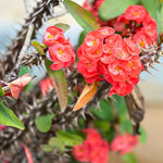 2 Euphorbia Milii Red Crown of Thorns Plant Live, Cold Hardy Succulent Houseplant 4-7" Tall with Constant Blooms