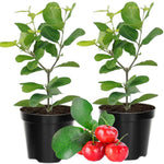 2 Dwarf Barbados Cherry Trees Live Plants 5-9 Inch Tall, Acerola Barbados Cherry Plant Live for Planting Ornamental Garden, No Pot