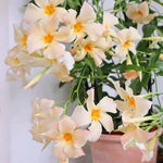 2 Apricot Dipladenia Bushes Flower Plants, Pink Flowering Plants, 4-8 Inches, Outdoor Growing