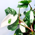 Princess Philodendron Live Plant, Rare Variegated Houseplant 5-8 Inch Tall, Indoor Live Plant for Home or Office Decor, No Pot (White Princess Philodendron)
