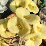 Yellow Crown of Thorns Plant Live, Euphorbia Milii Succulent Live Plant, 4-8 Inch Tall Flowering Houseplant with Year-Round Blooms, No Pot