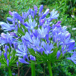 3 Blue Agapanthus Plants, Hardy Perennial Flowering Lily of The Nile Plants 5-9” Tall for Garden Borders and Containers