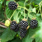 2 BlackBerry Plants Live for Planting, 4 to 8 Inch Height, BlackBerry Bush Live Plant, Sweet Blackberries Fruit Seedlings (Sweet Pie BlackBerry)