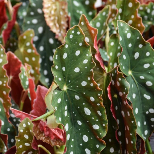 2 Begonia Live Plants Outdoor, Angel Wing Begonia Maculata Plants Live, 5-9" Tall, Ornamental Foliage Houseplant for Home or Office (Pink White Spot)