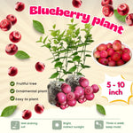 Pack 2 Blueberry Bush Live Plant, Blueberry Plants Live for Planting 5 to 9 Inch Height, Sweet Blueberries Tree Live Plant (Pink Lemonade Blueberry)