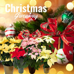 2 Multi Varieties Poinsettia Plants Live, Stripes Red Poinsettia Flowers for Holiday Christmas Gift, Decoration Houseplant 5-10" in Tall, No Pot