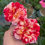 Starter Climbing Roses Live Plants, Rose Bushes Ready to Planting, No Pot, Cut Back, Well Rooted, 6-8 Months Old (Fourth of July)