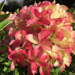 Hydrangea Plant Live Tree, White Pink Color Bloom, 5-10" Well-Rooted Hydrangea Shrub Bush for House Planting Outdoor, Dormant