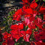 Set 2 Red Bougainvillea Plants Live, Flowering Bougainvillea Vine 4-8 Inches Tall, Climbing Plant for Outdoor Garden and Trellis