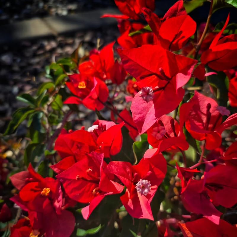 Set 2 Red Bougainvillea Plants Live, Flowering Bougainvillea Vine 4-8 Inches Tall, Climbing Plant for Outdoor Garden and Trellis