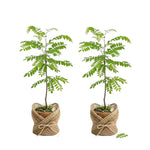 Set 2 Black Locust Trees Live Plants Bare Roots, Locust Bare Root, 6-8 Inches Tall, Fragrant Blossoms for Outdoor Growing, Cold Hardy