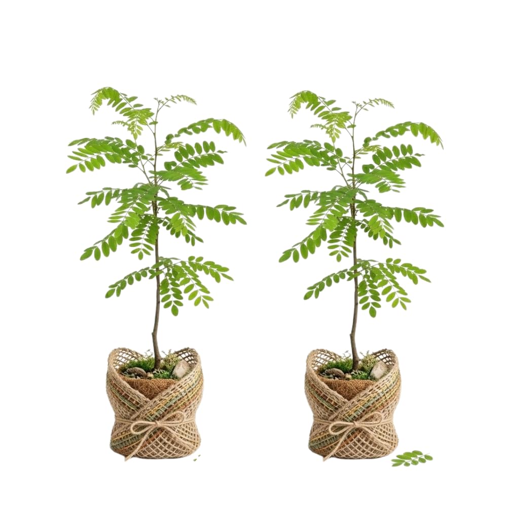 Set 2 Black Locust Trees Live Plants Bare Roots, Locust Bare Root, 6-8 Inches Tall, Fragrant Blossoms for Outdoor Growing, Cold Hardy