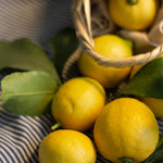 Live Grafted Meyer Lemon Tree Plant, 2 Feet Tall, Fragrant Citrus Tree, Fragrant Yellow Fruit Plant for Indoor or Outdoor Growing