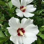 Set 3 Rose of Sharon Plant 2 Inches