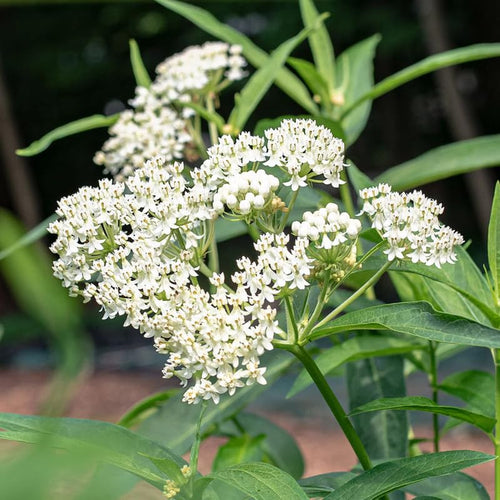 2 Butterfly Milkweed Plants Live, Asclepias Tuberosa Tropical Milkweed Flowers for Butterfly Garden, 4-9" Tall Perennials, No Pot Included (White Milkweed)