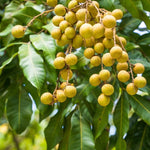 Longan Fruit Tree Live Plant, Longan Tropical Fruit Tree, 5-9 Inch Tall Starter Plant