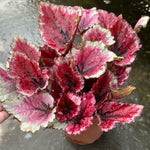 Set of 2 Begonia Angel Wing Maculata Live Plants, 5-9 Inch Tall, Red Polka Dot Begonia for Home and Garden Decor