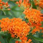 2 Butterfly Milkweed Plants Live, Asclepias Tuberosa Tropical Milkweed Flowers for Butterfly Garden, 4-9" Tall Perennials, No Pot Included (Orange Milkweed)