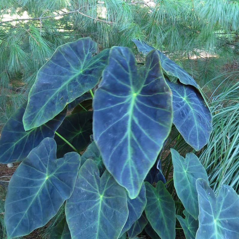 Colocasia Elephant Ears Live Plant, Alocasia Plant, Esculenta Taro Live Houseplant, 5-7 Inc Tall (Dark Leaf)