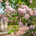 New Dawn Climbing Rose Live Plant Well Rooted, No Leaf, Ready to Plant Indoor Outdoor, Climber Rose Bush, Hybrid Tea Rose Like, Very Fragrant, Long Bloomer (Light Pink)