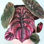 Colocasia Elephant Ears Live Plant, Alocasia Plant, Esculenta Taro Live Houseplant, 5-7 Inc Tall (Alocasia Red Cuprea)